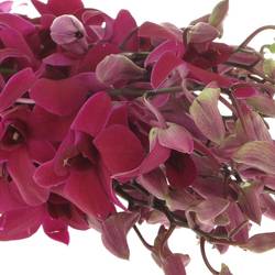 Dendrobium lila Miss Singapore 40cm