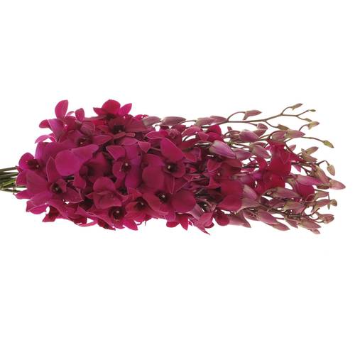 Dendrobium lila Miss Singapore 40cm
