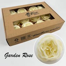 Seiden Wachs Gartenrose creme