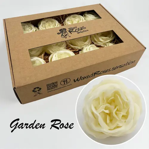 Seiden Wachs Gartenrose creme