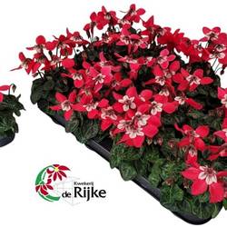 Cyclame rot Dijx mini T07 H015