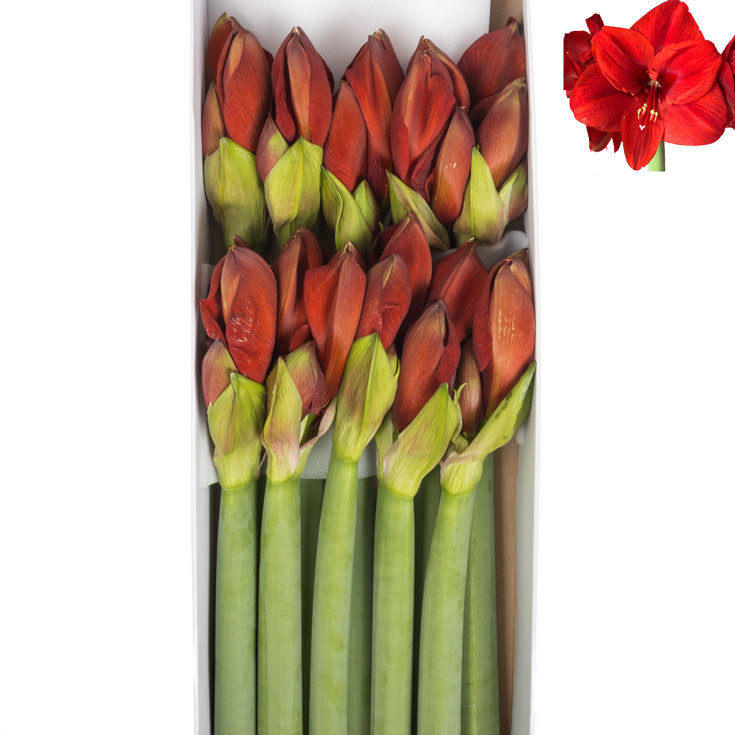 Amaryllis Krt.rot Primitivo X 10