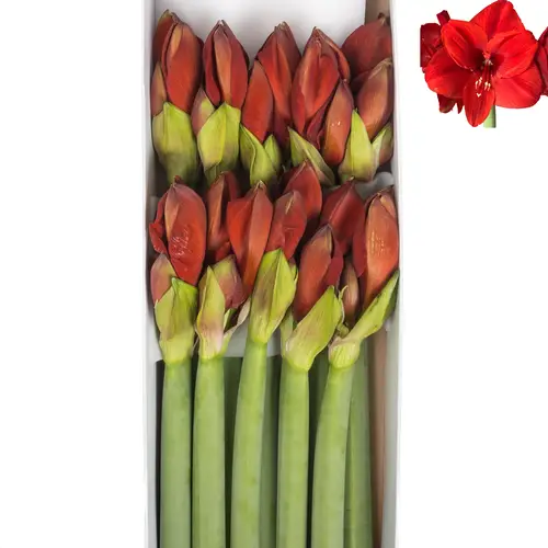Amaryllis Krt.rot Primitivo X 10