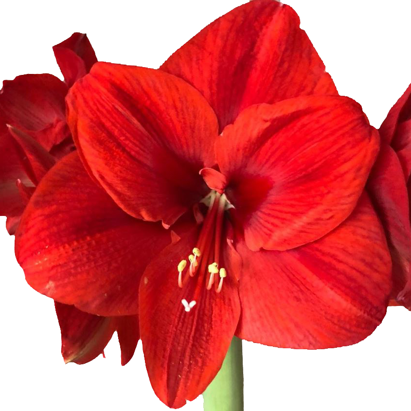 Amaryllis Krt.rot Primitivo X 10