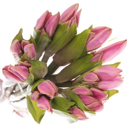 Amarcrinum rosa 70cm