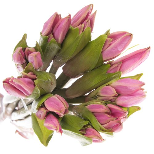 Amarcrinum rosa 70cm