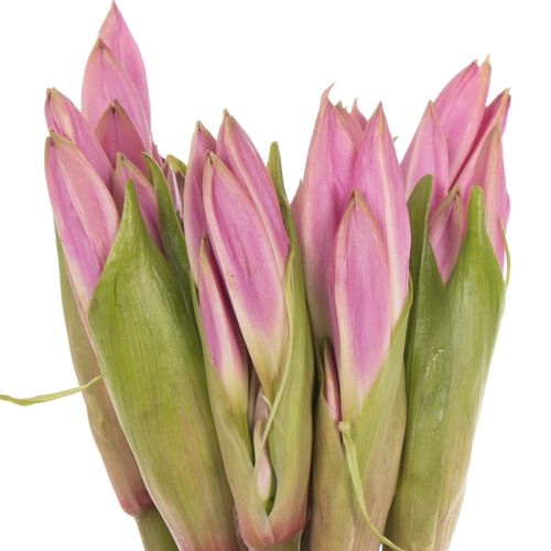 Amarcrinum rosa 70cm