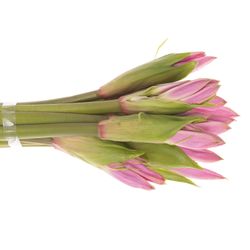 Amarcrinum rosa 70cm