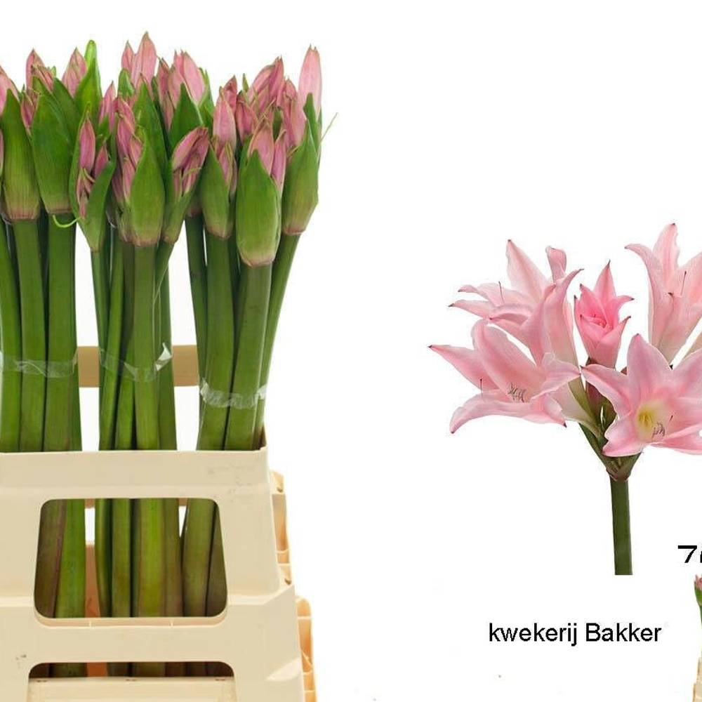 Amarcrinum rosa 70cm