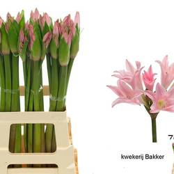 Amarcrinum rosa 70cm