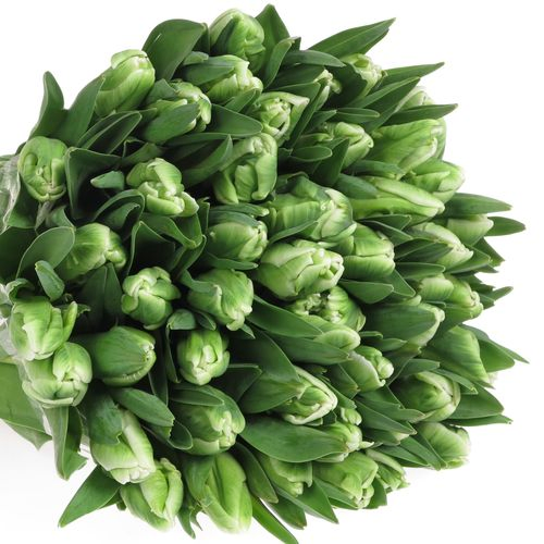 Tulpe grün/weiss Super Parrot 24 Gramm