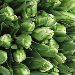 Tulpe grün/weiss Super Parrot 24 Gramm