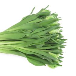 Tulpe grün/weiss Super Parrot 24 Gramm