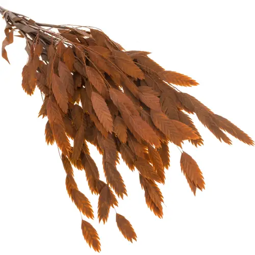 Präparierte Chasmanthium orange 80 Gramm 70cm