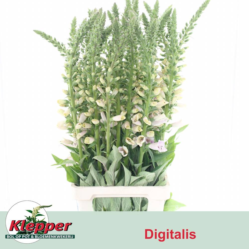 Digitalis hell rosa Lavender 90cm