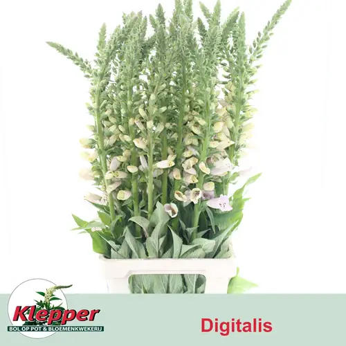 Digitalis hell rosa Lavender 90cm