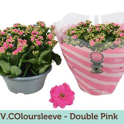 Kal.Schale Gef. rosa T23 H30