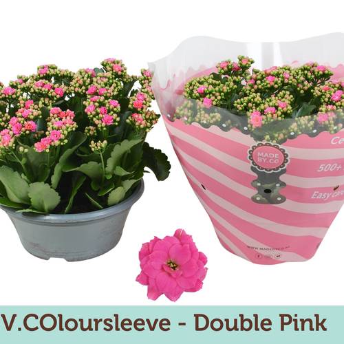 Kal.Schale Gef. rosa T23 H30