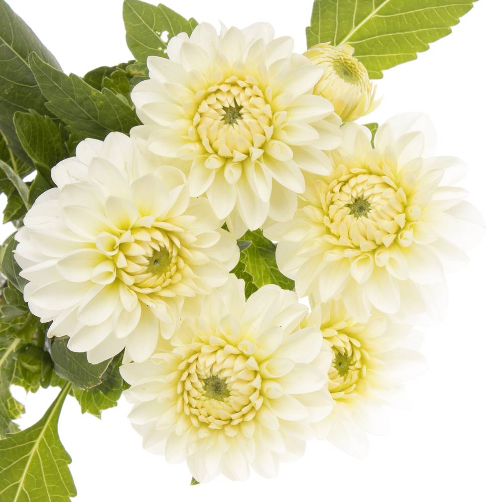 Dahlia weiss Snowcap 55cm