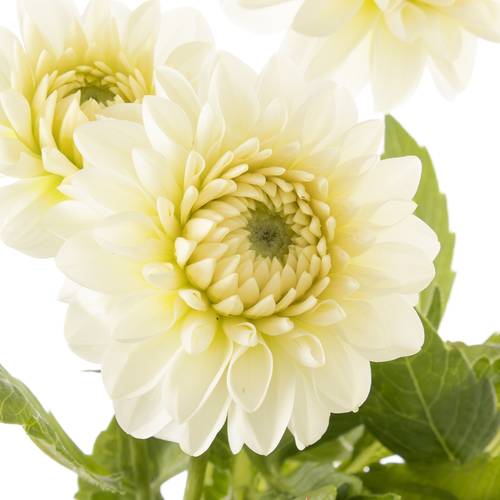 Dahlia weiss Snowcap 55cm