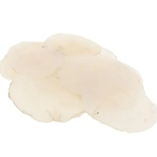 Muschelschalen Capiz weiss 1kg 