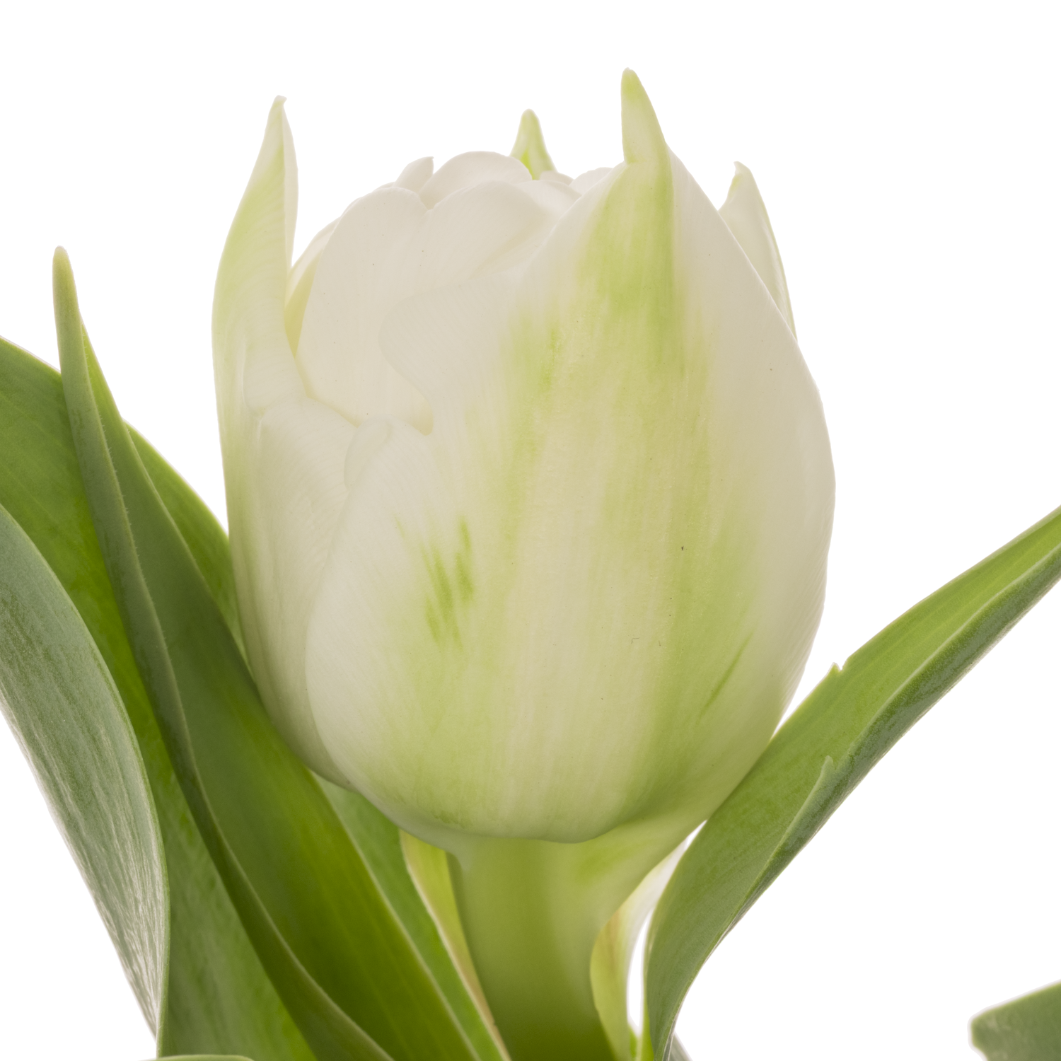 Tulpe weiss doppel Fortaleza CoasTulip 36 Gramm