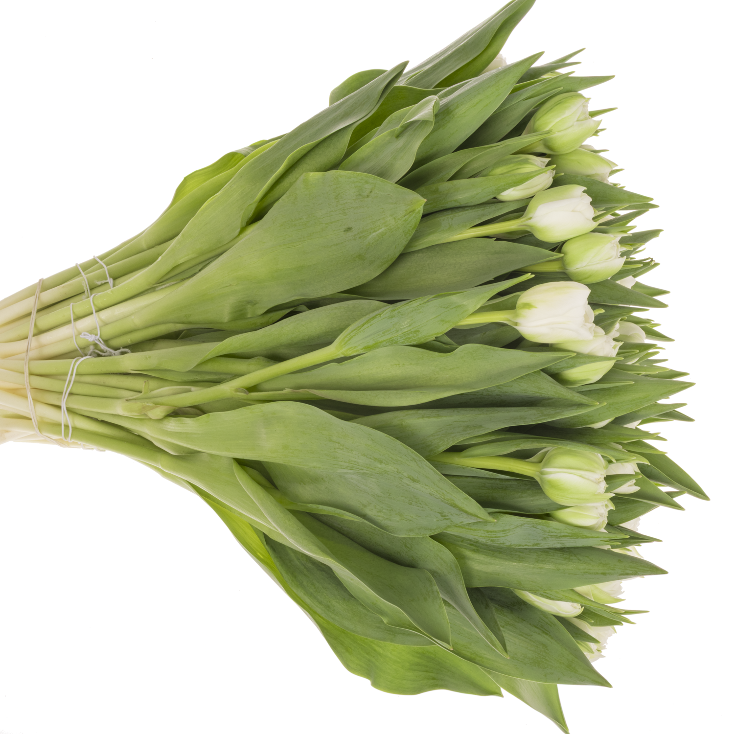 Tulpe weiss doppel Fortaleza CoasTulip 36 Gramm