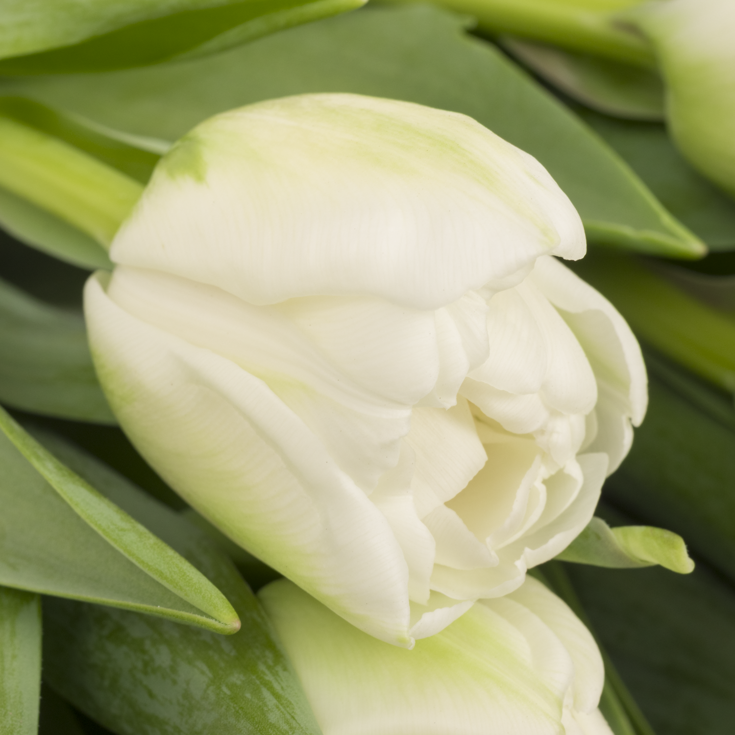 Tulpe weiss doppel Fortaleza CoasTulip 36 Gramm