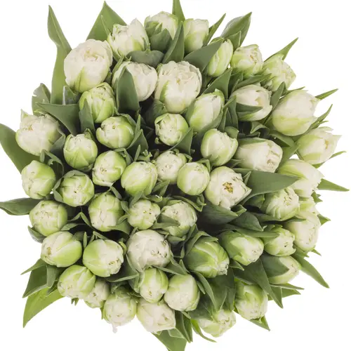 Tulpe weiss doppel Fortaleza CoasTulip 36 Gramm