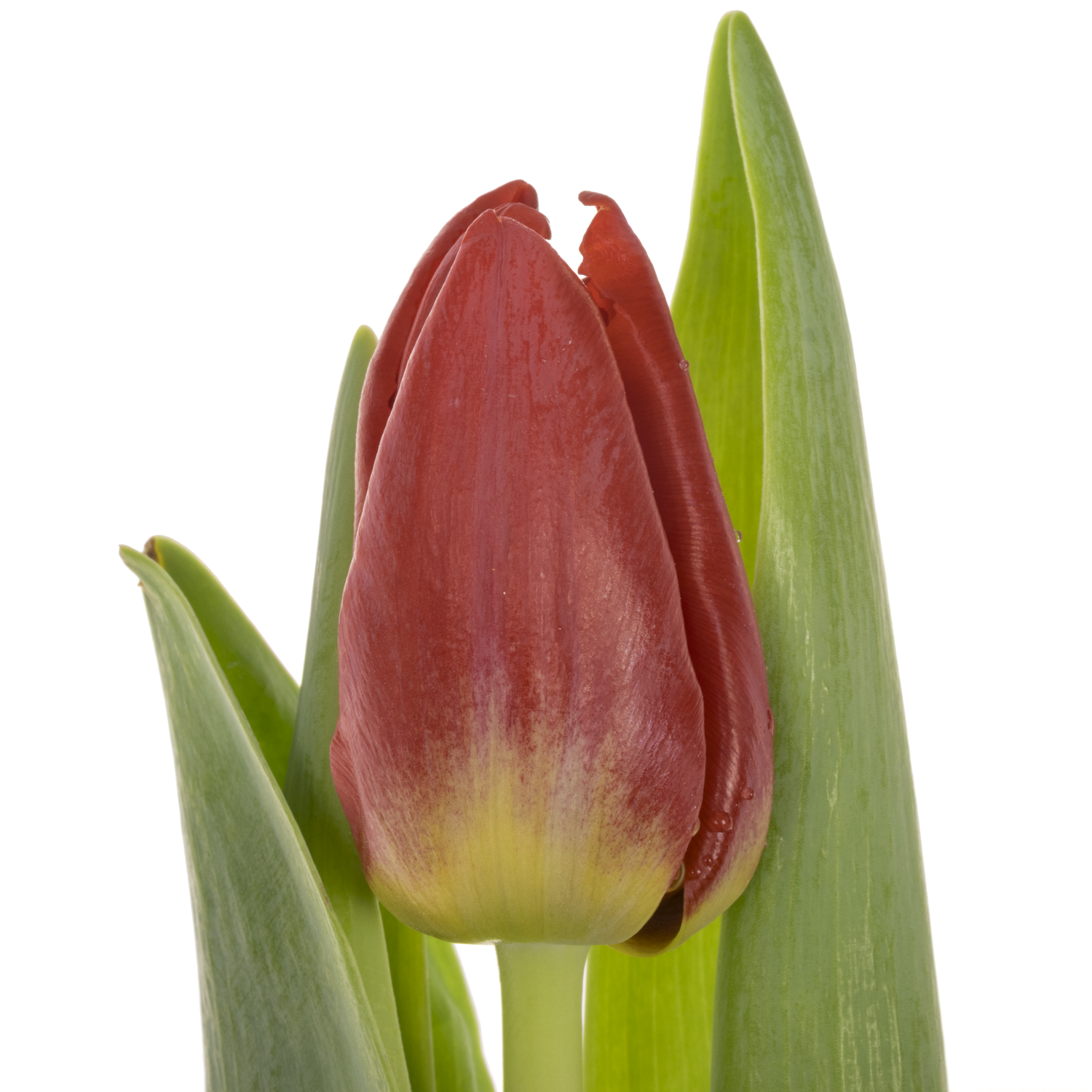 Tulpe rot antarctic love 30 Gramm