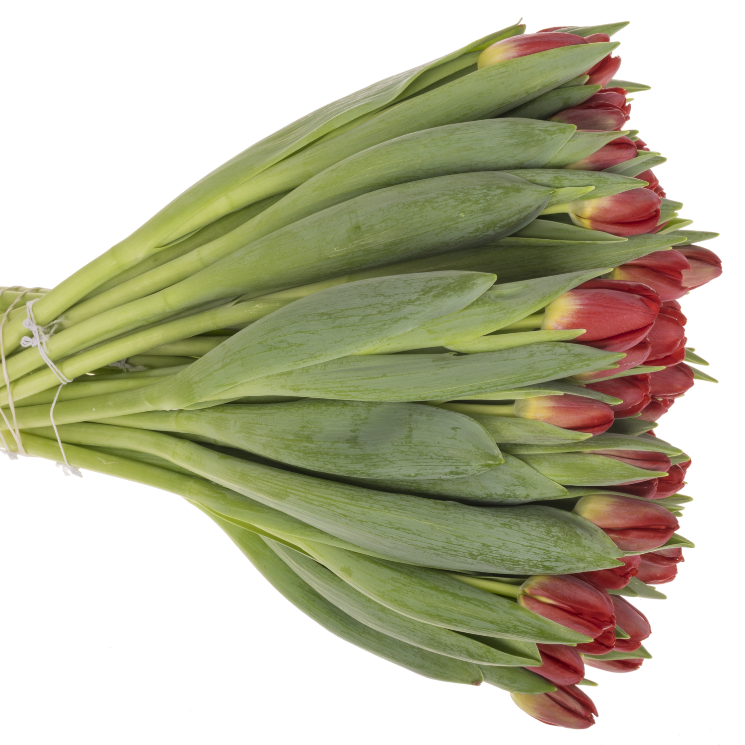 Tulpe rot antarctic love 30 Gramm