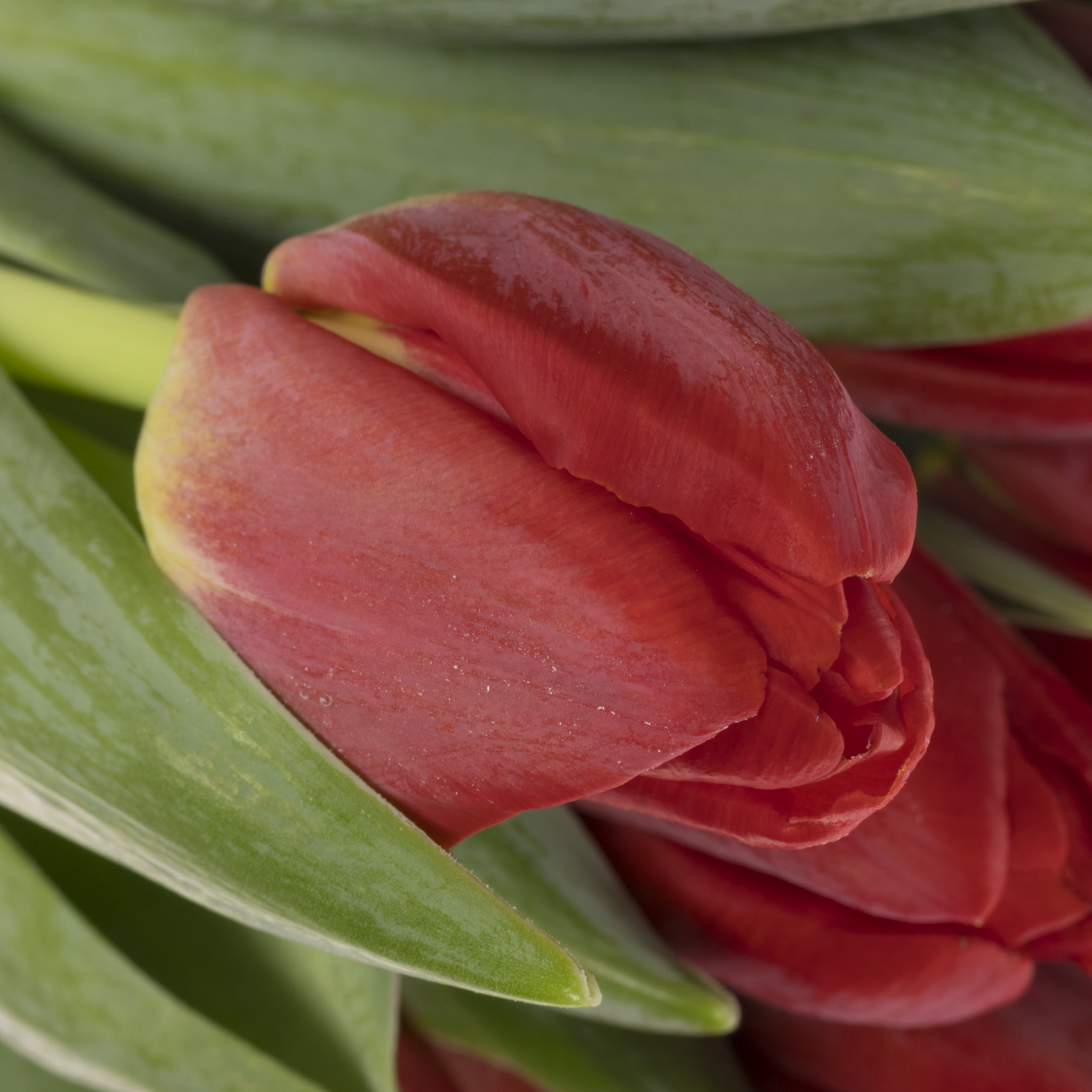 Tulpe rot antarctic love 30 Gramm