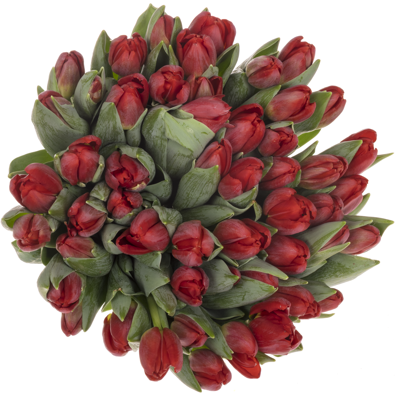 Tulpe rot antarctic love 30 Gramm