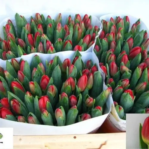 Tulpe rot antarctic love 30 Gramm