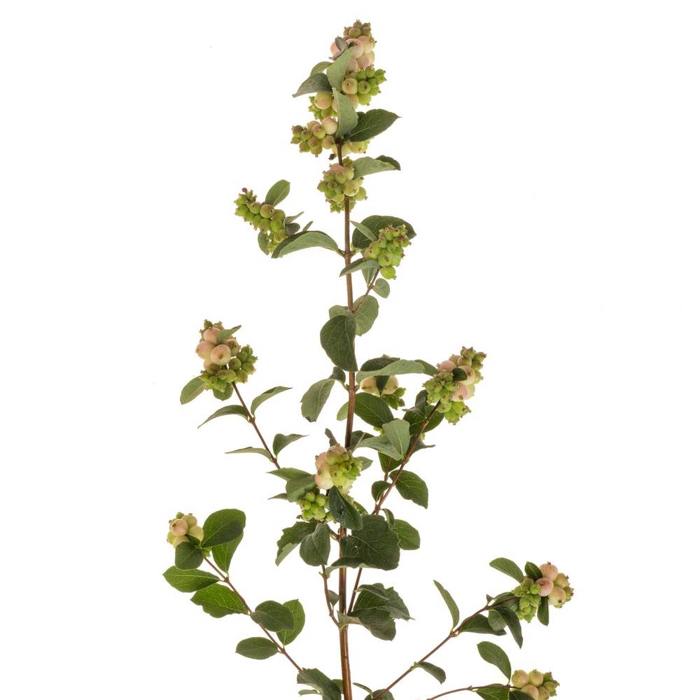 Schneebeere rosa/creme Magical Melody 70cm
