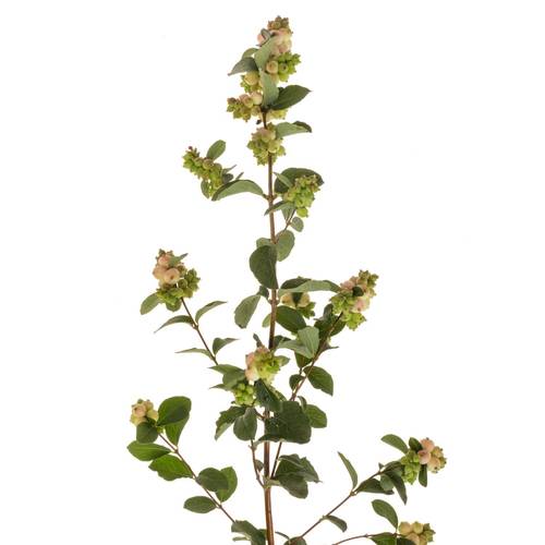 Schneebeere rosa/creme Magical Melody 70cm