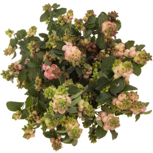Schneebeere rosa/creme Magical Melody 70cm