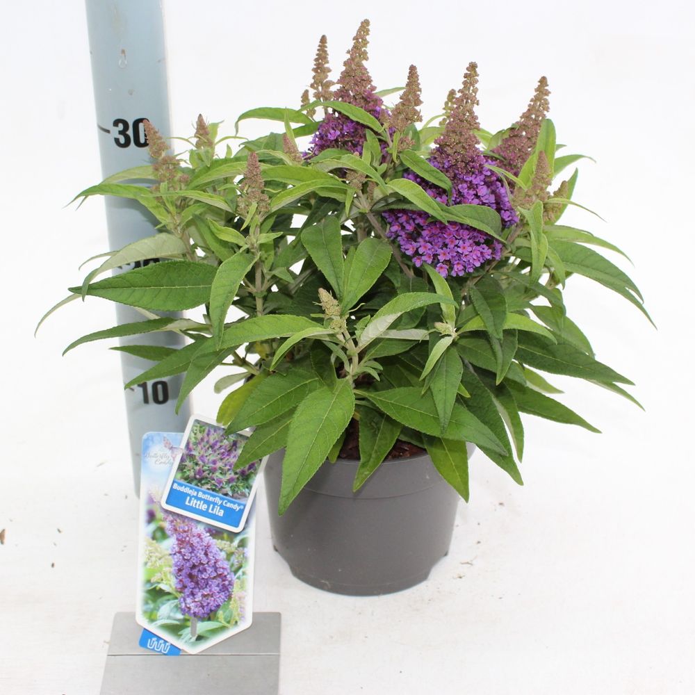 Buddleja Dav. lila Butterfly Candy T17 H25