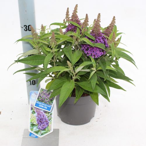 Buddleja Dav. lila Butterfly Candy T17 H25