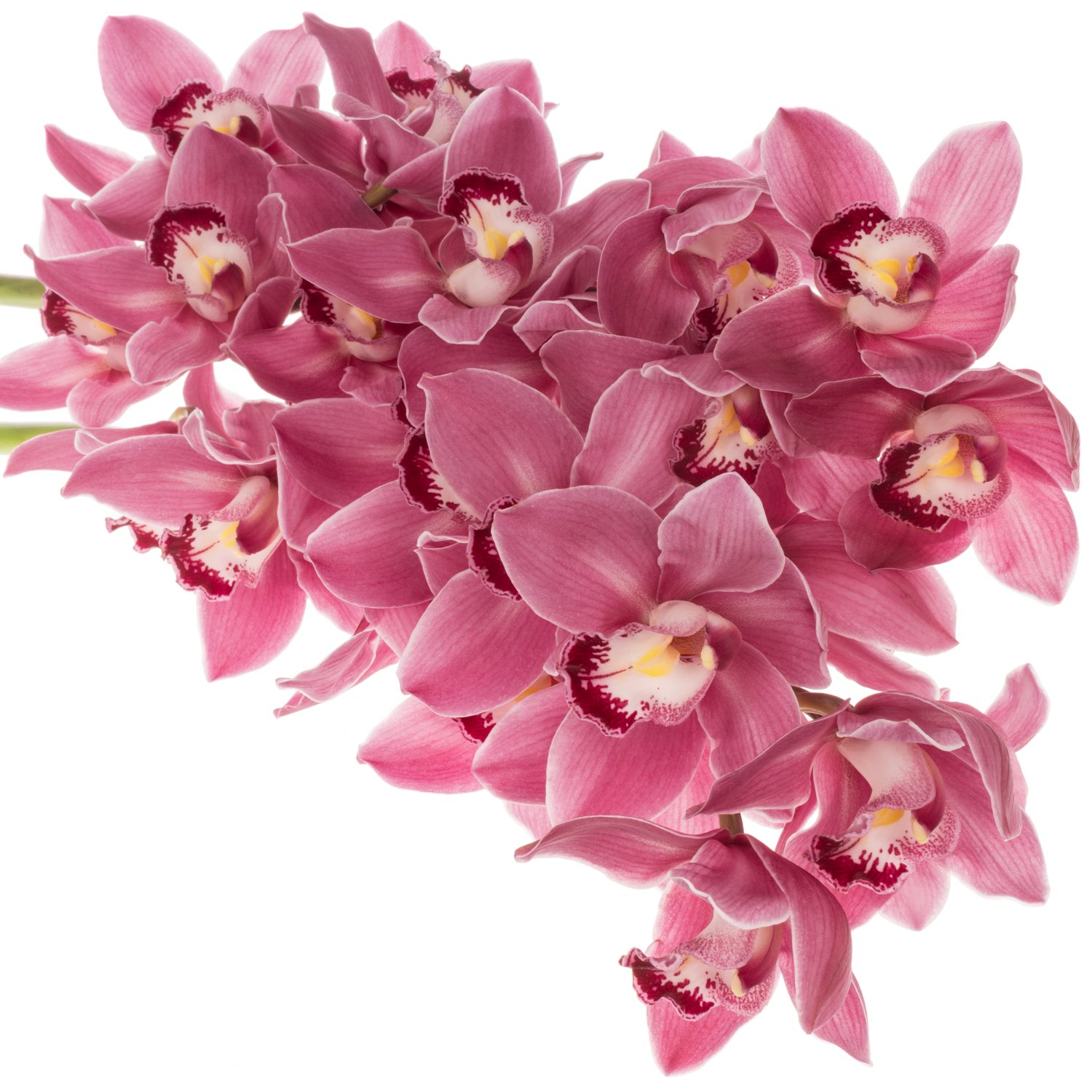 Cymbidium rosa Monique Princess 80cm 13+Blüte