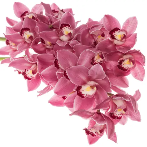 Cymbidium rosa Monique Princess 80cm 13+Blüte