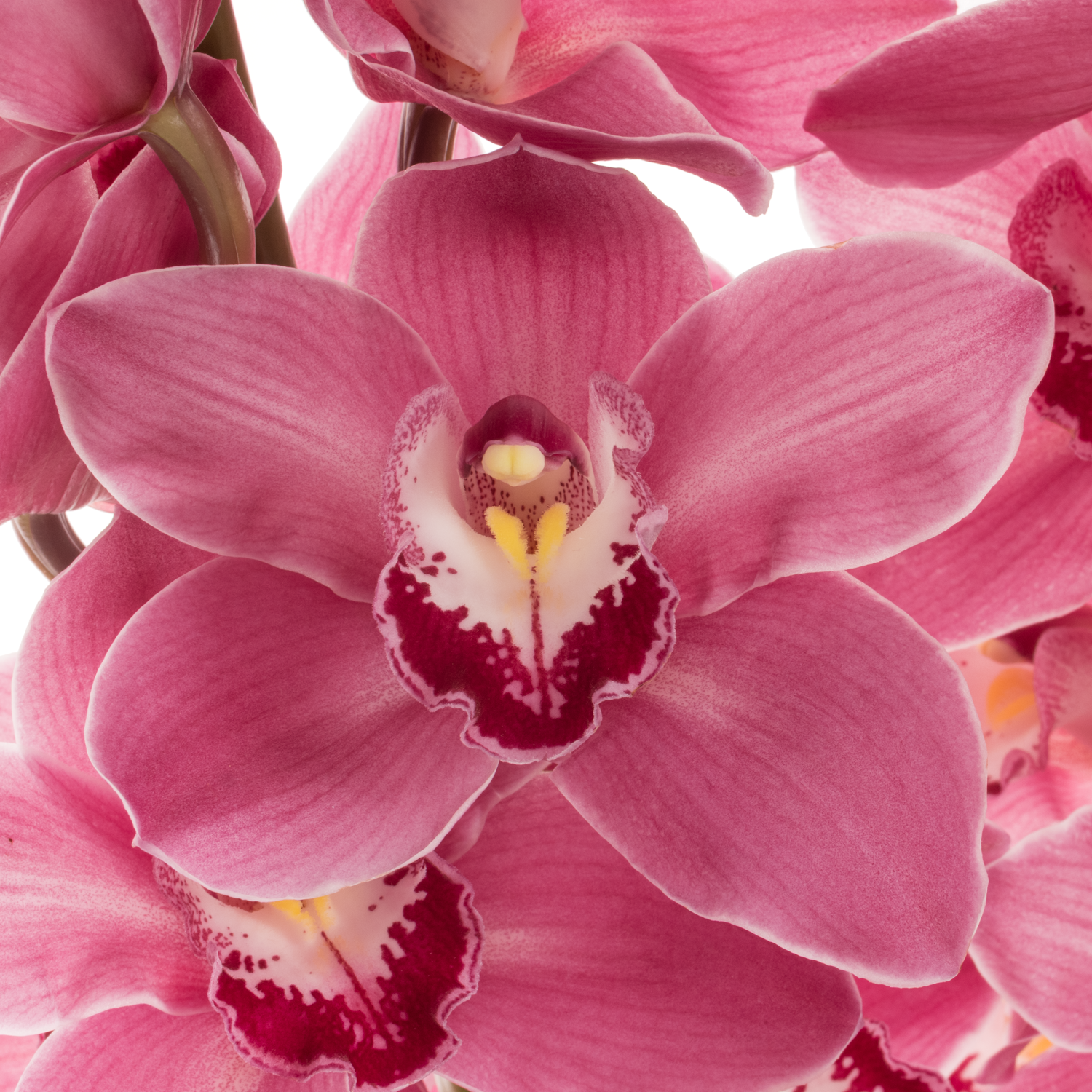 Cymbidium rosa Monique Princess 80cm 13+Blüte