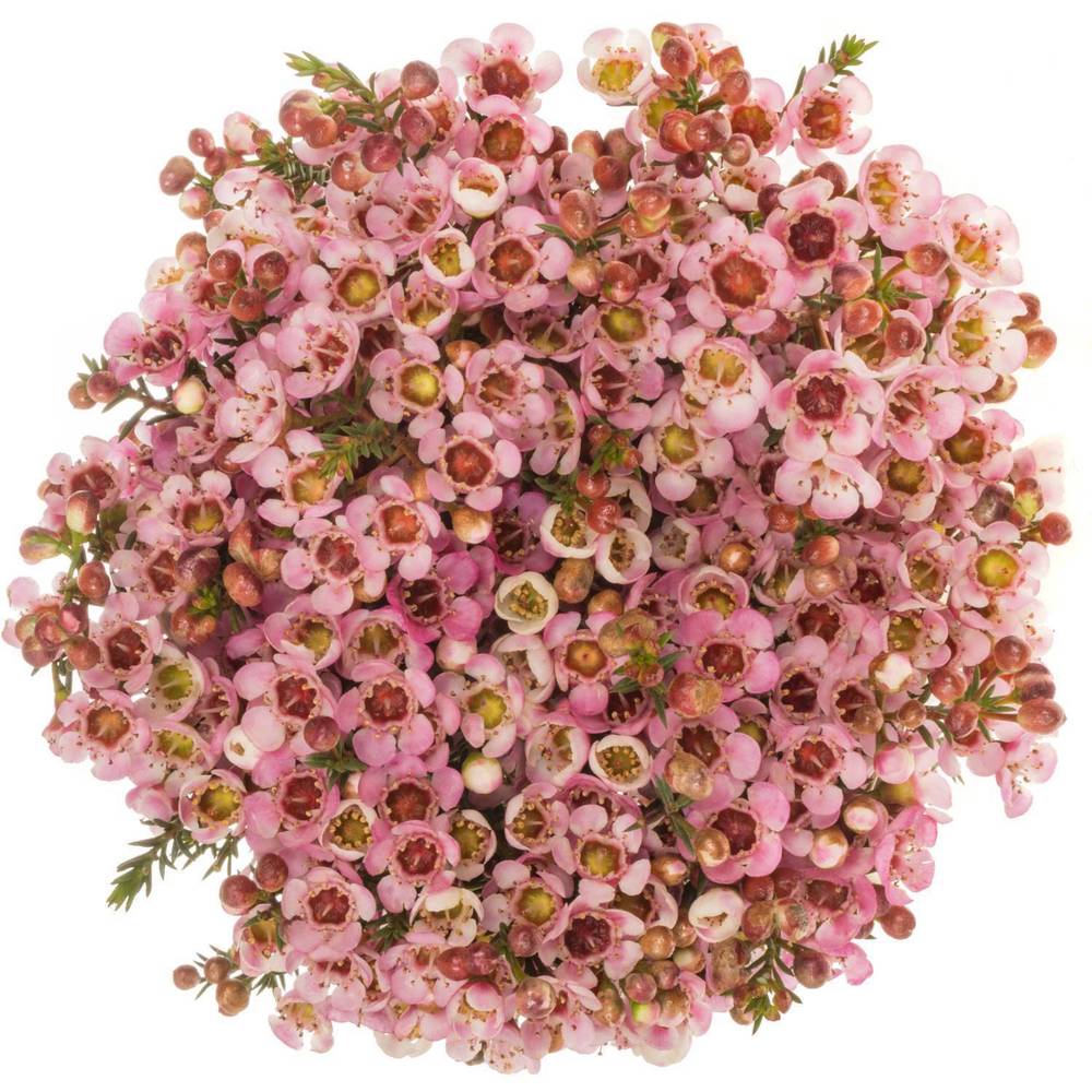 Wachsflower rosa Sarah s Delight 55Gramm 60cm