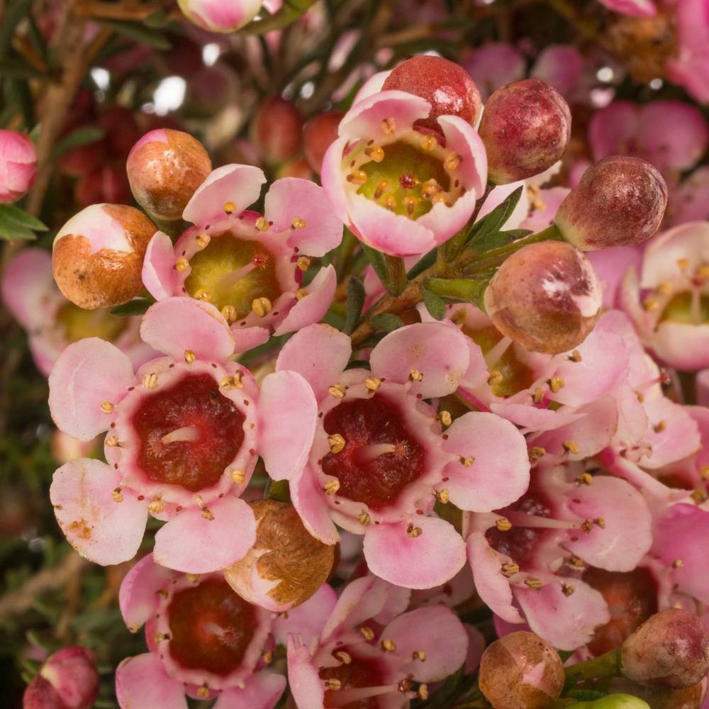 Wachsflower rosa Sarah s Delight 55Gramm 60cm