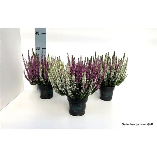 Calluna Bl Twins lila/weiss T10,5 H22