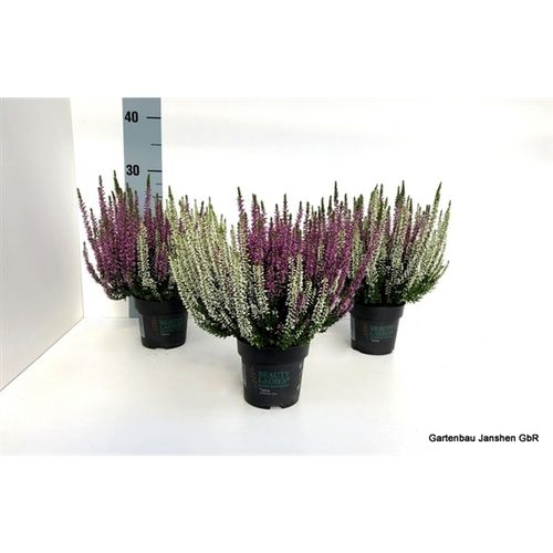 Calluna Bl Twins lila/weiss T10,5 H22