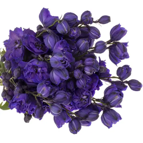 Delphinium blau delp jewel 50cm