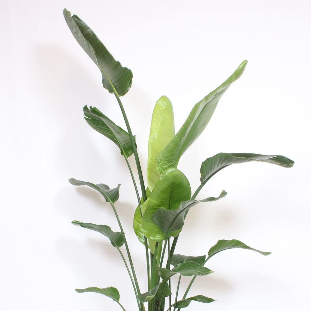 Strelitzia Nicolai T34 H200