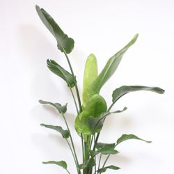 Strelitzia Nicolai T34 H200