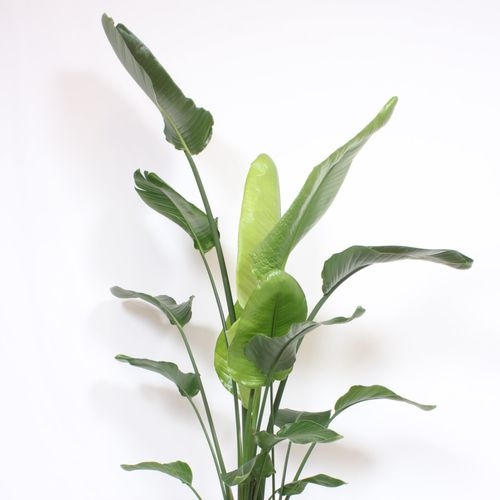Strelitzia Nicolai T34 H200